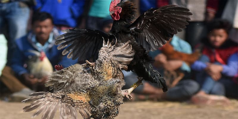 Gà chọi có những tiêu chí lựa chọn vô cùng đặc biệt